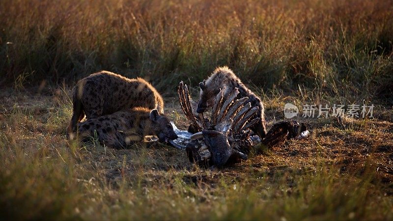 在肯尼亚马赛马拉，一群土狼正在吃完狮子的晚餐