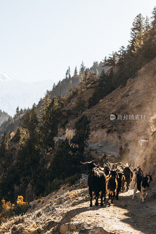 一群长毛山羊在喜马拉雅山脉的小径上