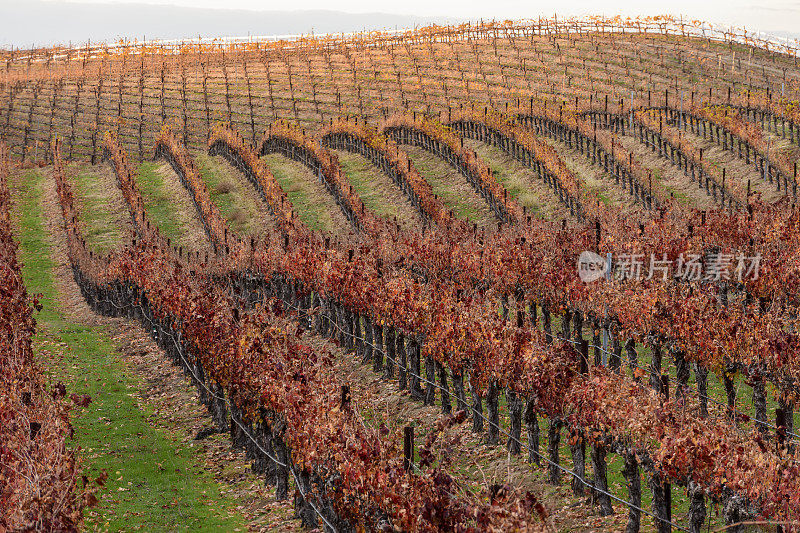 加州Temecula山谷葡萄酒之乡，一排排色彩缤纷的秋天葡萄园。