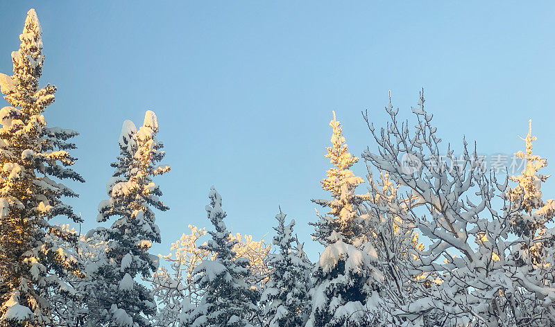 树上的雪