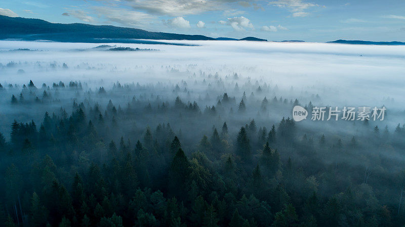 晨雾笼罩着广阔的森林