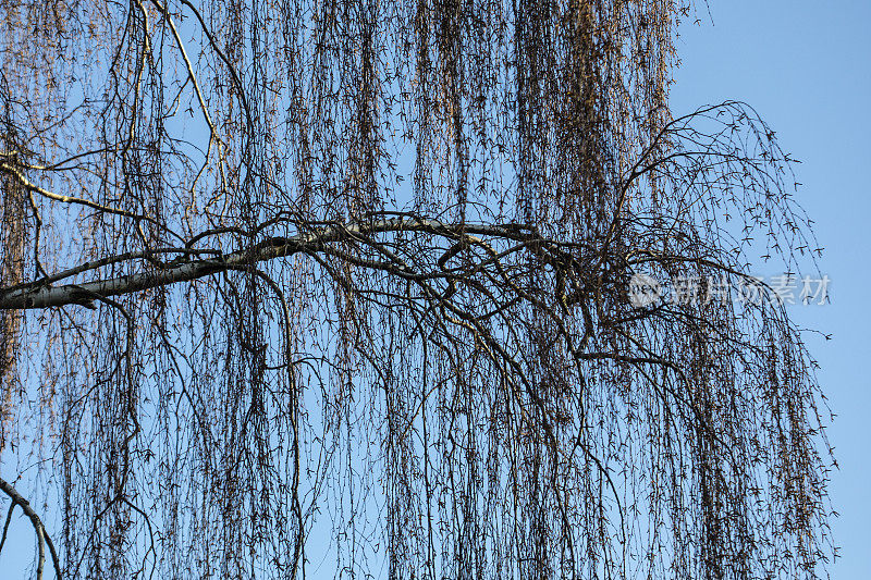 早春的桦树树枝