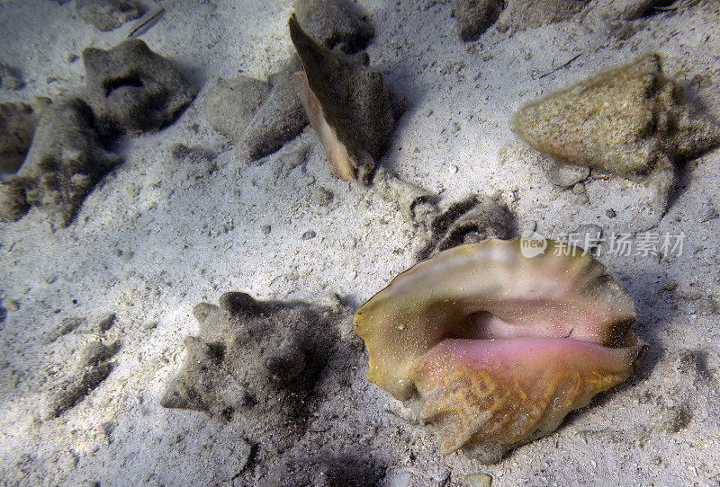 巴哈马比米尼海底的海螺壳