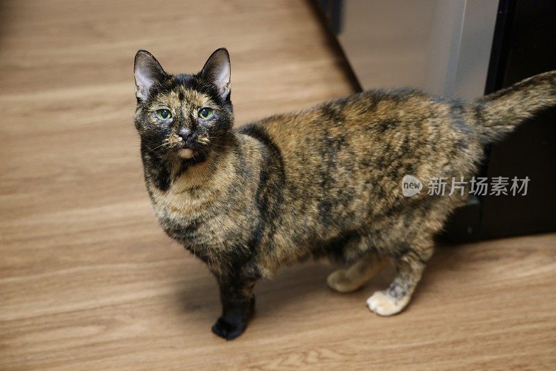 8k玳瑁母猫