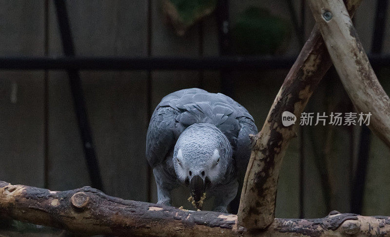 非洲灰鹦鹉进食