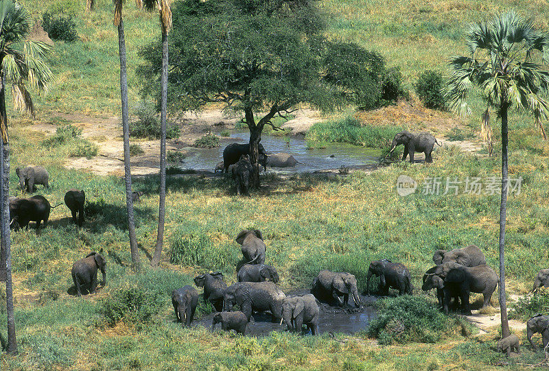 象群在坦桑尼亚塔兰吉尔国家公园的泥泞中打滚