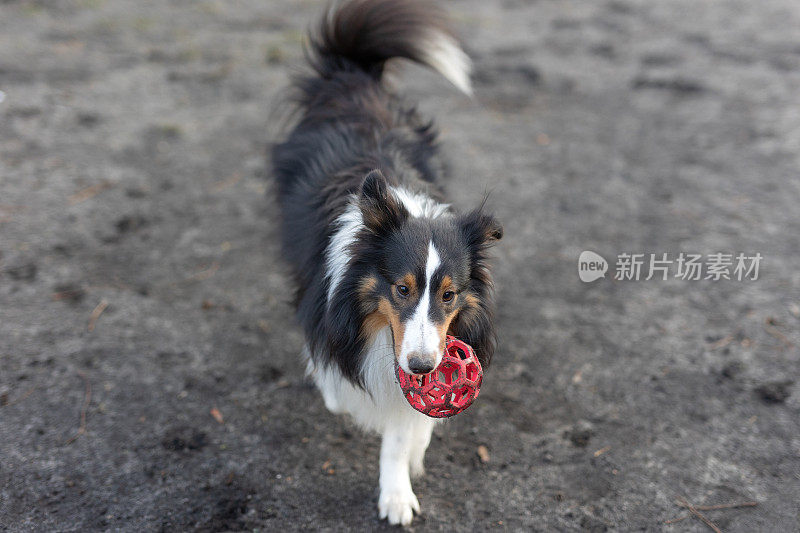 雪莉牧羊犬在玩球