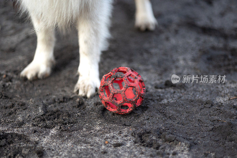 雪莉牧羊犬在玩球