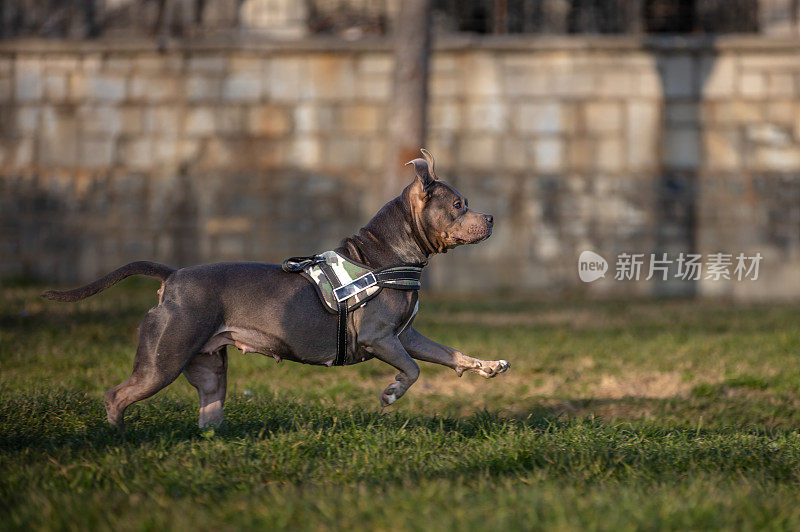 灰色斗牛犬。