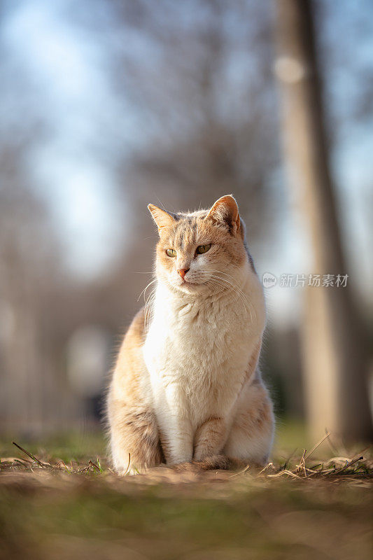 姜白色的流浪猫。