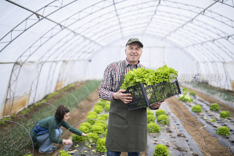 老年农民的肖像，抱着一个装满新鲜采摘的生菜的板条箱。