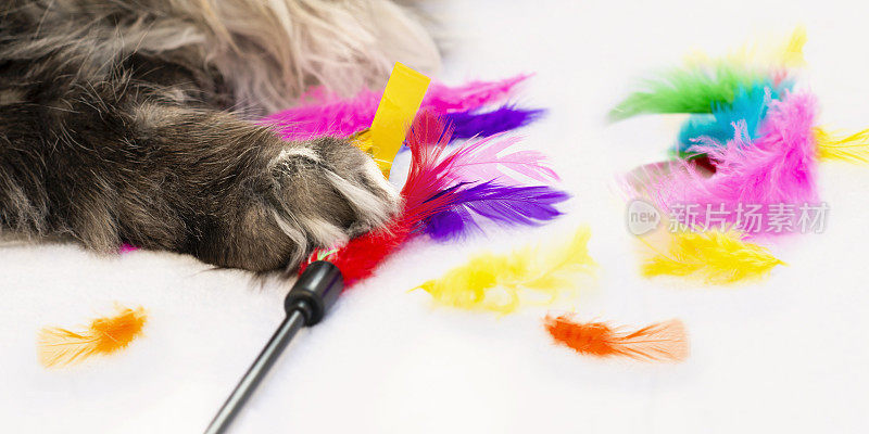 一只公缅因猫用过的鸡毛掸子。大猫的爪子，羽毛散落在白色的地毯上，照片