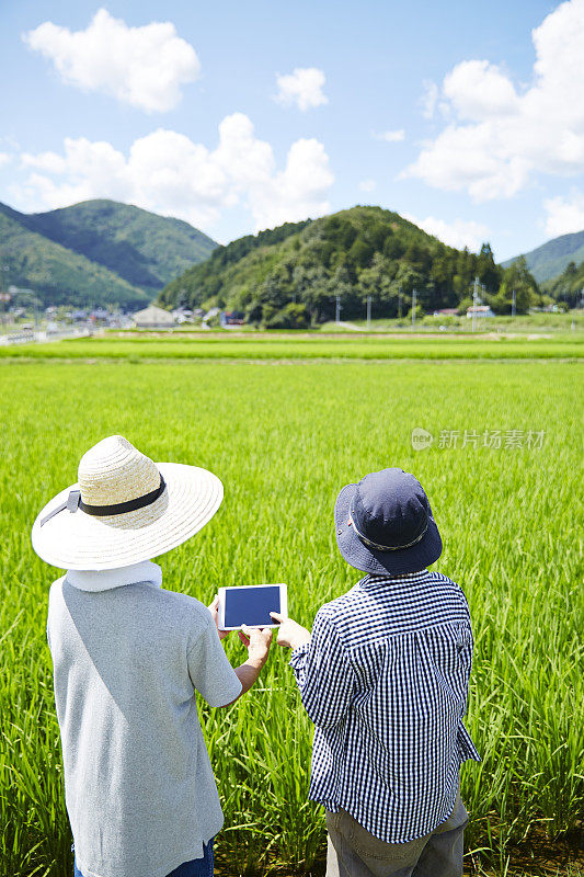 一个男人和一个女人在稻田前看平板电脑的背影