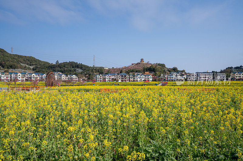 阳光灿烂的日子，油菜花田和樱花盛开