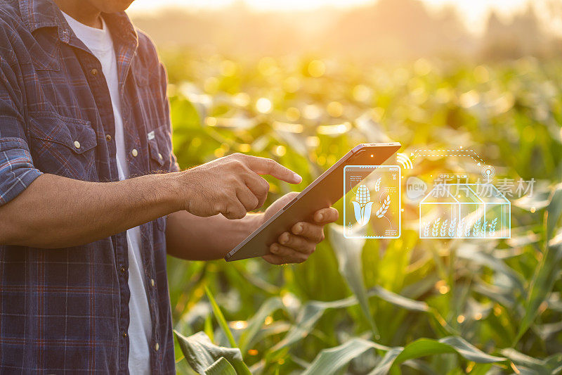 农民使用数字平板电脑在玉米作物种植领域与智能农业界面图标和光耀斑日落效果。智能农业新技术经营理念。