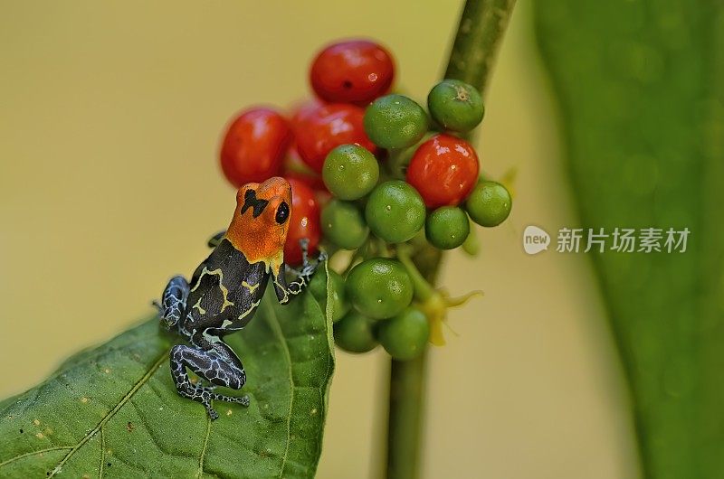 拉尼托米亚幻想高地青蛙