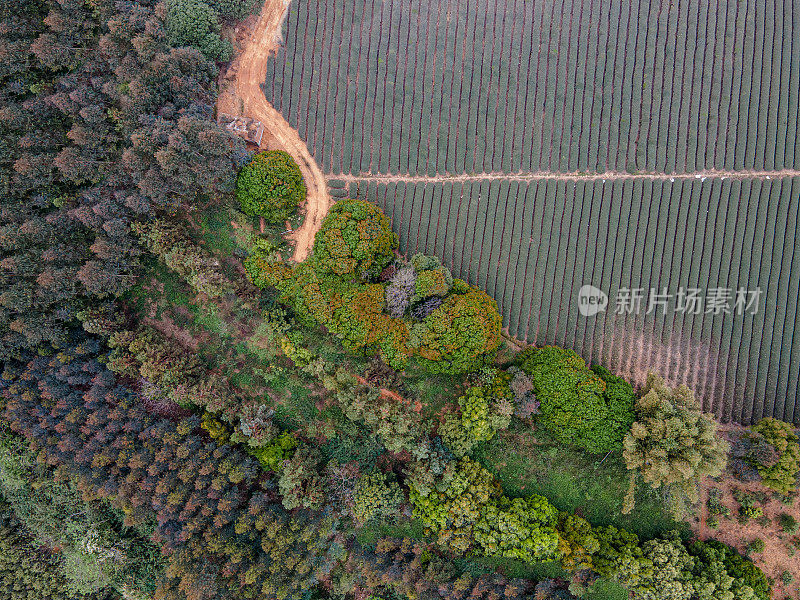 乡村农业种植园的鸟瞰图