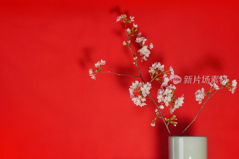 红色背景花瓶中的樱花