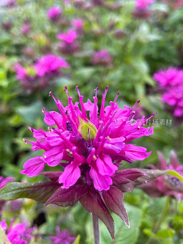 粉色Beebalm