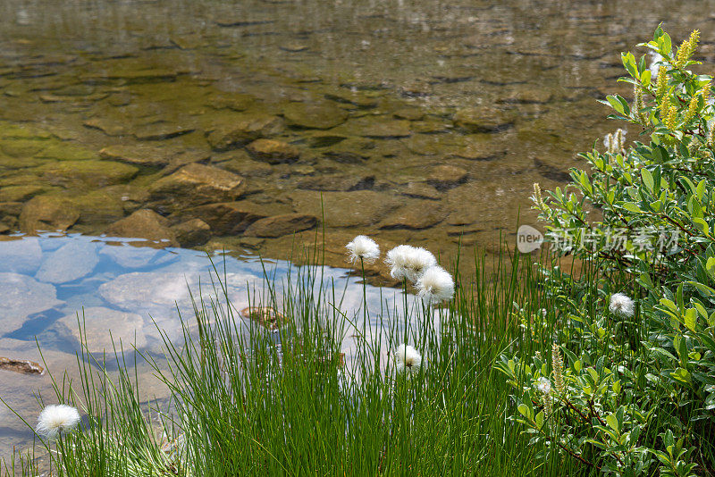 瑞士阿尔卑斯山脉湖边的棉花草