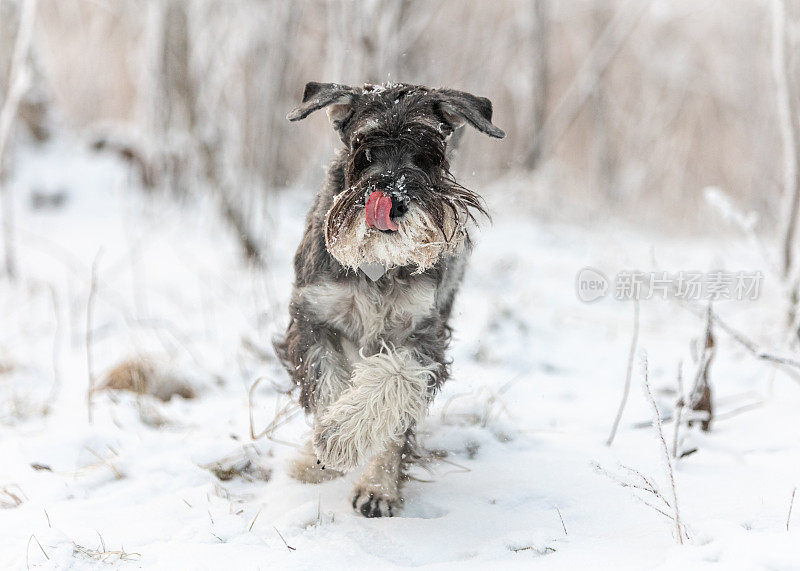 一只中等大小的雪纳瑞犬洒上胡椒和盐，在冬天的雪林里伸着舌头行走