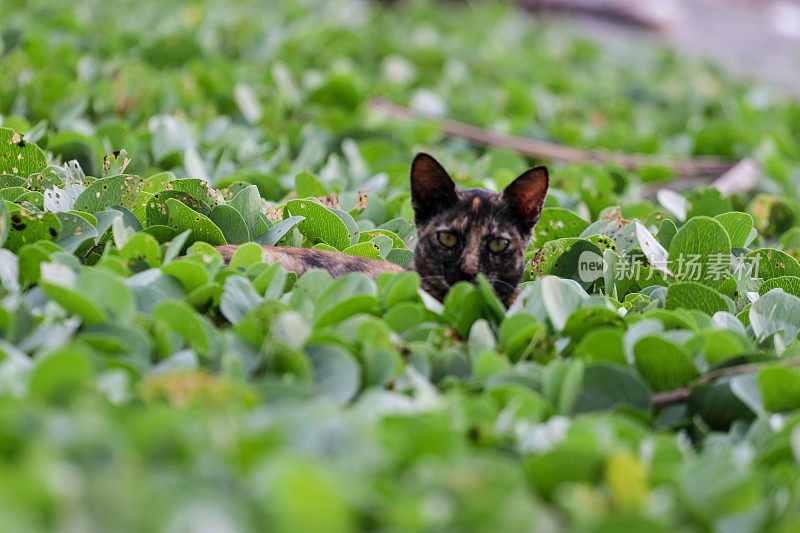 猫在亚齐海滩玩耍