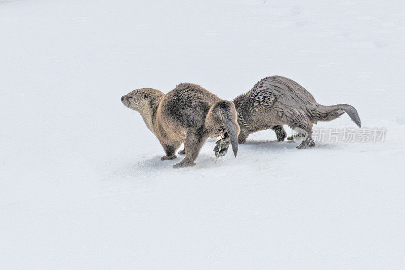 在黄石生态系统中，河獭在冰雪覆盖的河岸上享受阳光