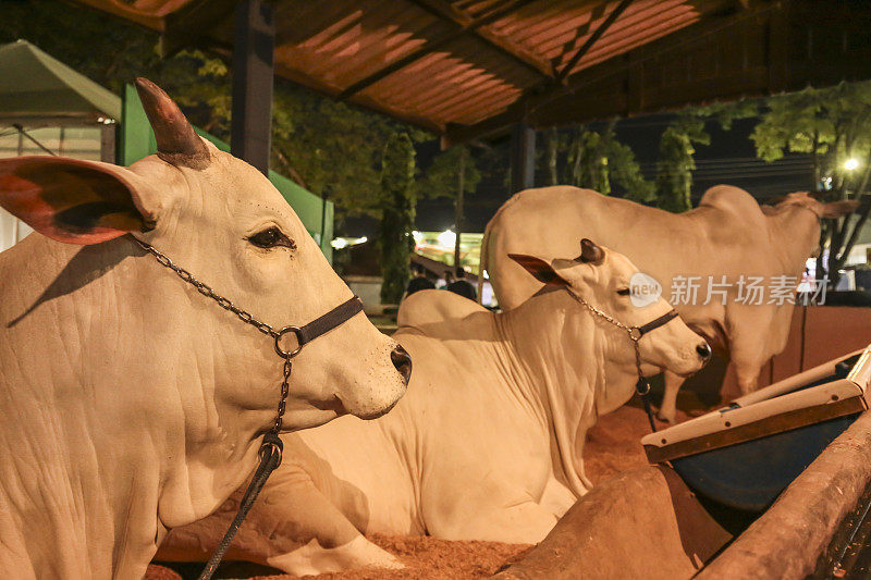 牛在马厩里