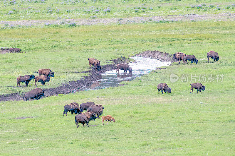 北美美国西部黄石生态系统中的野牛群在小溪中吃草和饮水