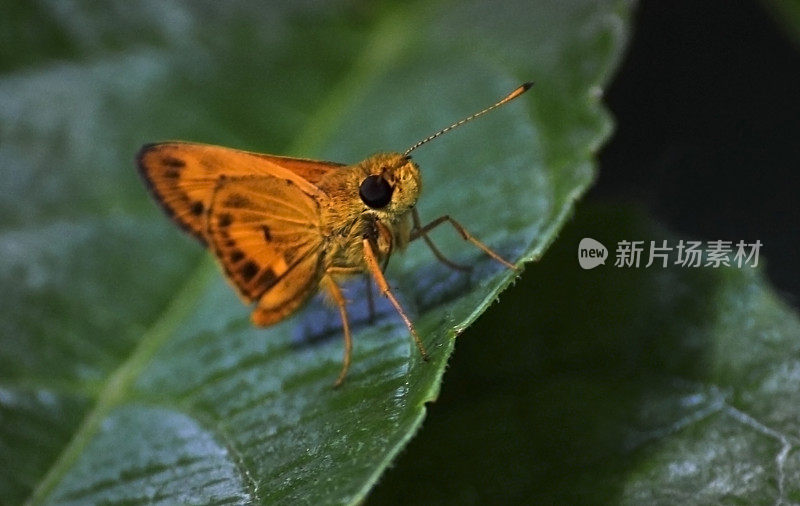 蝴蝶宏观股票照片