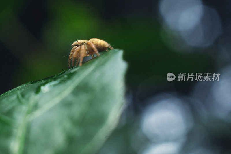 小蜘蛛坐在树叶上的自然股票照片