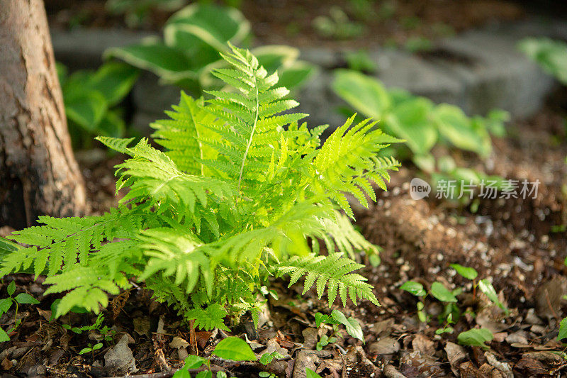 蕨类植物