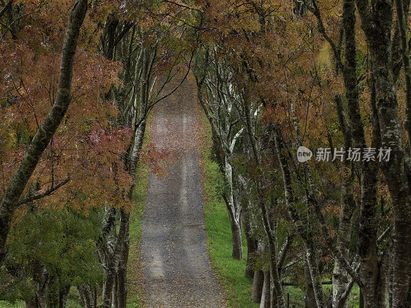 秋天绿树成荫的土路