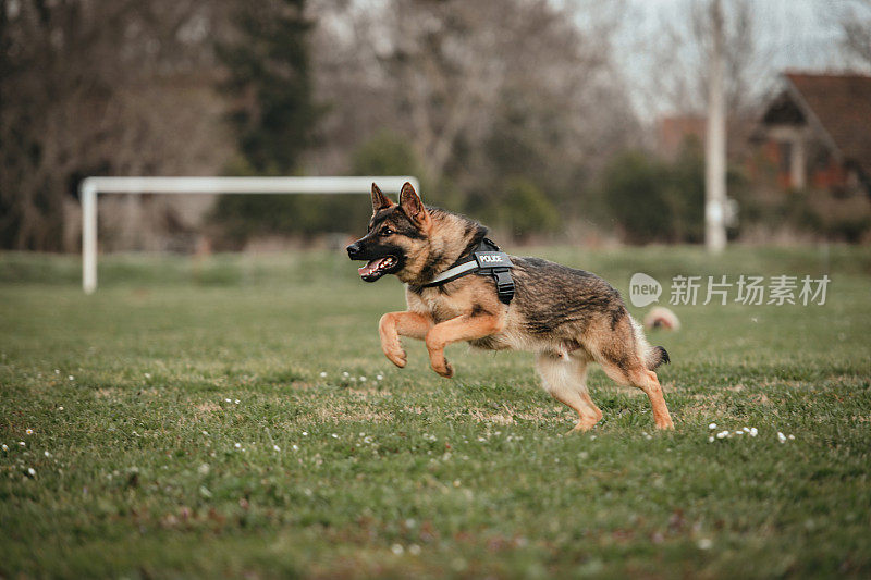 训练中的德国牧羊犬K-9警犬