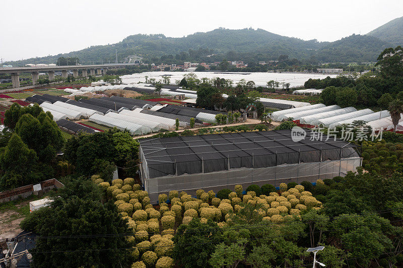 花卉种植栽培基地