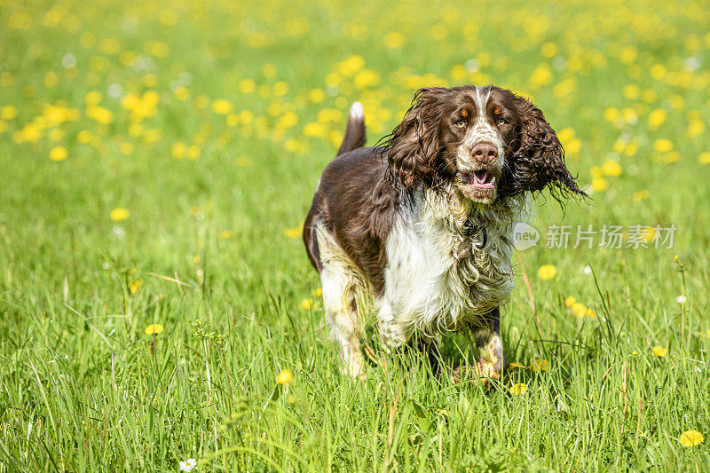 在草地上奔跑的狗(英国史宾格犬)
