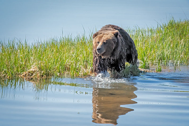 在北美美国西部的黄石生态系统中，灰熊在流入黄石湖的小溪中寻找鱼