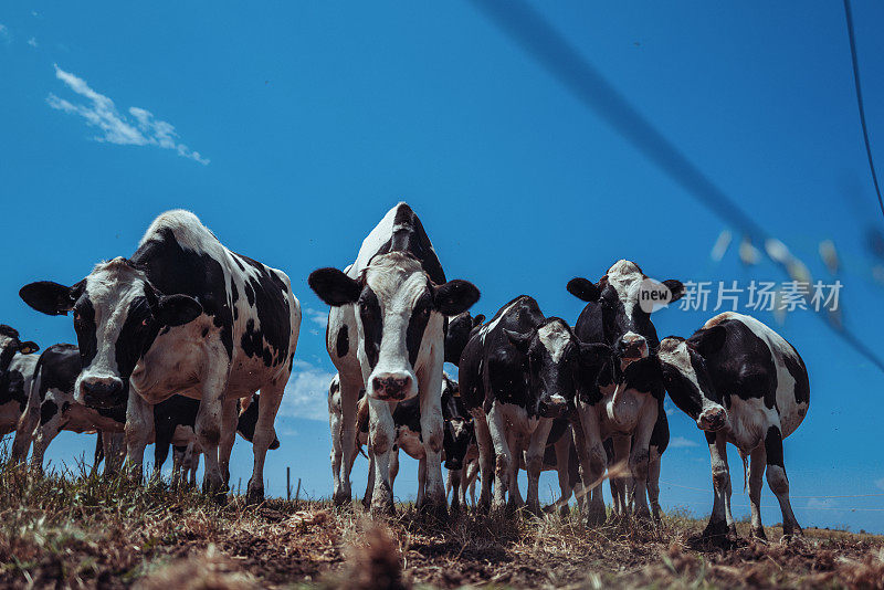 意大利的农业活动:弗里索纳牛有机农业