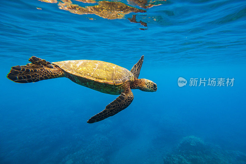 从水下观看的绿海龟在海洋表面游泳的特写