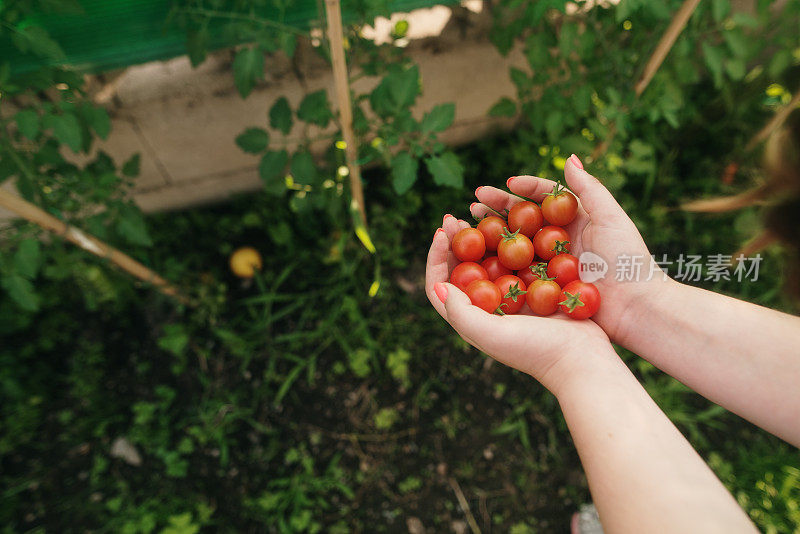 番茄樱桃收获
