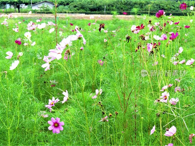 日本。8月。长满宇宙花的草地。