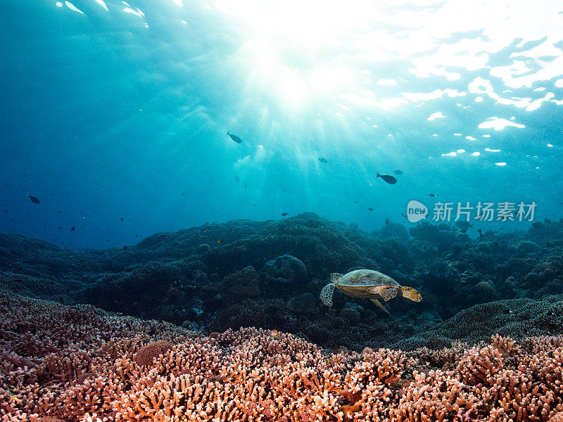 旭日龟礁