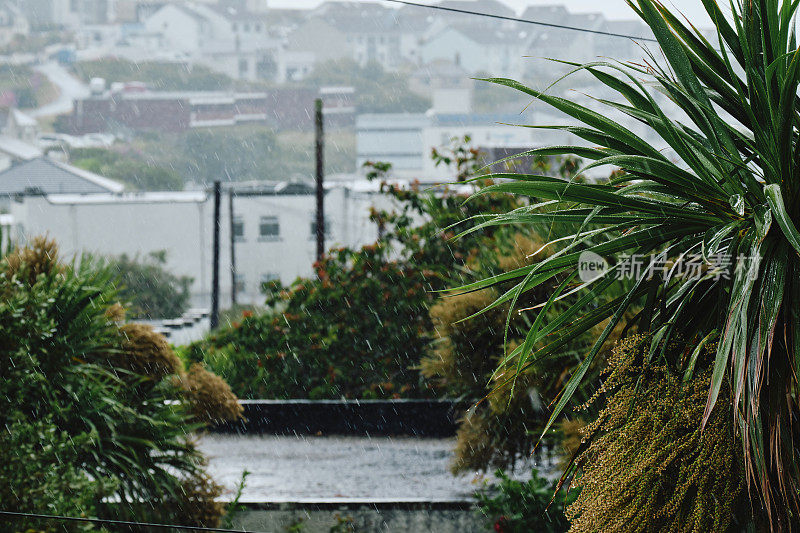 棕榈树和屋顶暴雨在彭泰尔，纽基，康沃尔在一个恶劣的天气6月的一天。