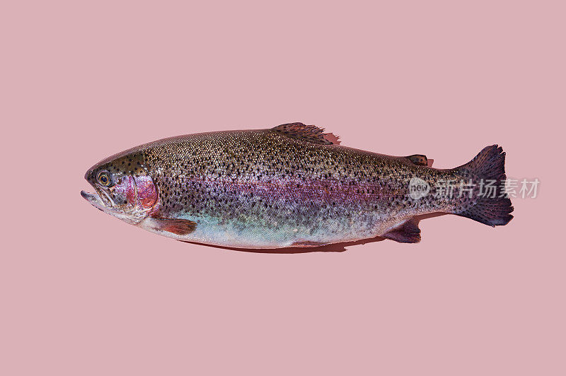 生虹鳟鱼特写孤立在粉红色的背景。