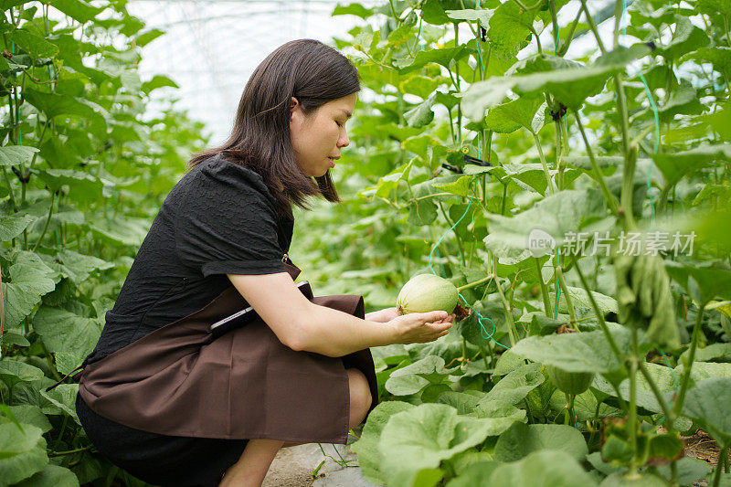 蔬菜种植园里的工人