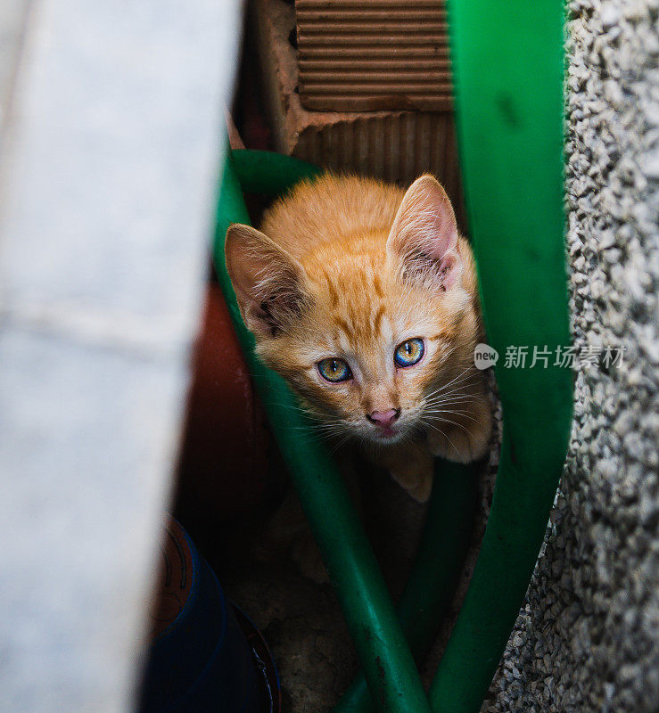 黄色的流浪猫小狗，从隐蔽的地方看着镜头，有一双非常强烈的浅蓝色眼睛。