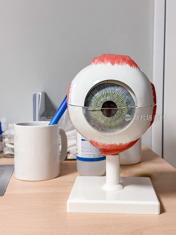 眼科医生办公室里的人眼复制品