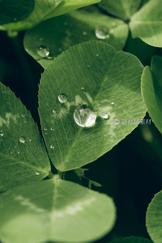 雨后花园中的四叶草上滴着水珠