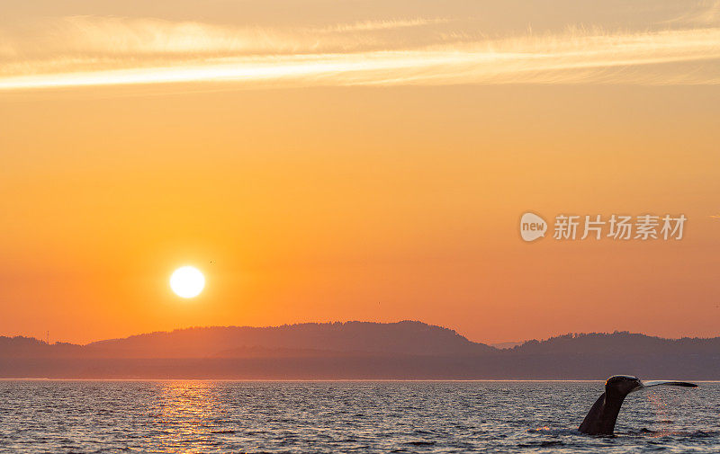 雄伟的座头鲸在一个充满活力的日出在胡安德富卡海峡附近的圣胡安群岛和维多利亚加拿大