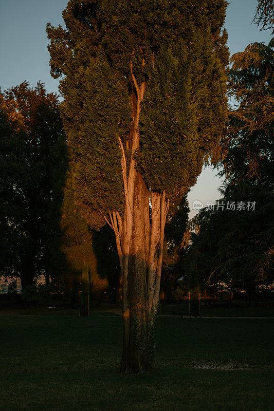 在夕阳的照耀下，公园中央孤零零的一棵树